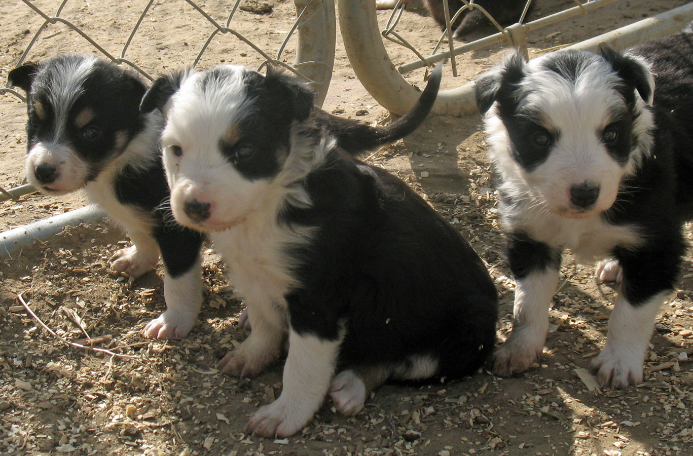 jo%20jo%20pups%204%20wks.jpg