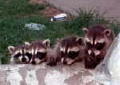 racoons1